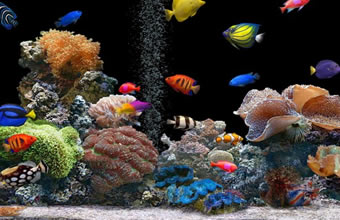 Peixinho e Cia - Aquários e Peixes Ornamentais Peixinho e Cia - Aquários e Peixes Ornamentais