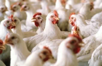 Granja Casa Seca - Foto 1