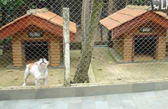 Canil D Paula Bull - Foto 1