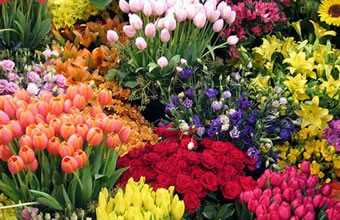 Quinta das Flores - Foto 1