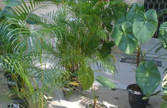 Planta Brasil Mudas e Paisagismo - Foto 1