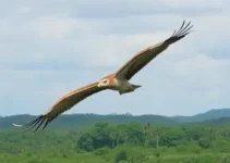 passagem aérea para animais silvestres