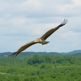 passagem aérea para animais silvestres