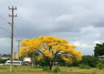 baixa umidade em Franca