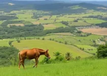 fim de semana em Ribeirão Preto e Franca