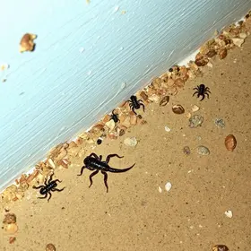 escorpiões em Franca