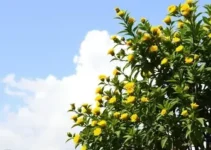 alerta amarelo