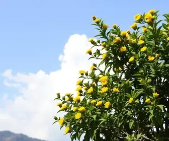 alerta amarelo